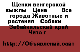 Щенки венгерской выжлы › Цена ­ 1 - Все города Животные и растения » Собаки   . Забайкальский край,Чита г.